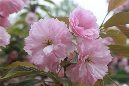 賞花何必遠(yuǎn)行，邊走邊看，聽(tīng)城區(qū)花開(kāi)的聲音